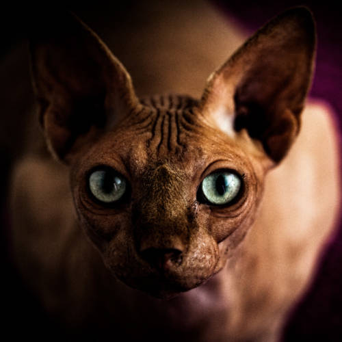 GEORGES GEORGES - L'Individu Photography